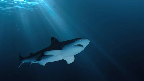Tiburón está nadando bajo el agua en el océano . —  Fotos de Stock