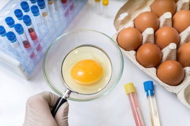 Bilim adamı büyüteç ile sarısı inceliyor. Yumurta kalitesi 