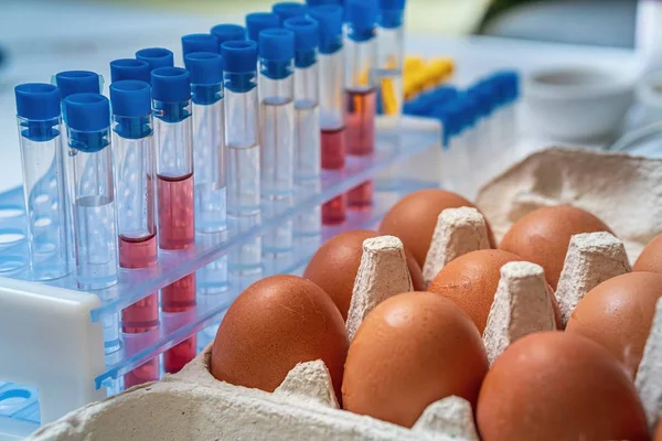 Los huevos se analizan para detectar salmonela en el laboratorio. Control de la seguridad alimentaria — Foto de Stock