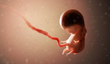 Human fetus or embryo inside body. 3D rendered illustration. clipart