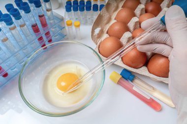 Bilim adamı yumurtaları mikrop için test ediyor. Gıda kalite kontrolü.
