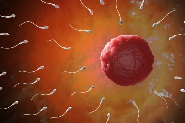Birçok sperm insan yumurtasına doğru hareket ediyor. 3D resimli.