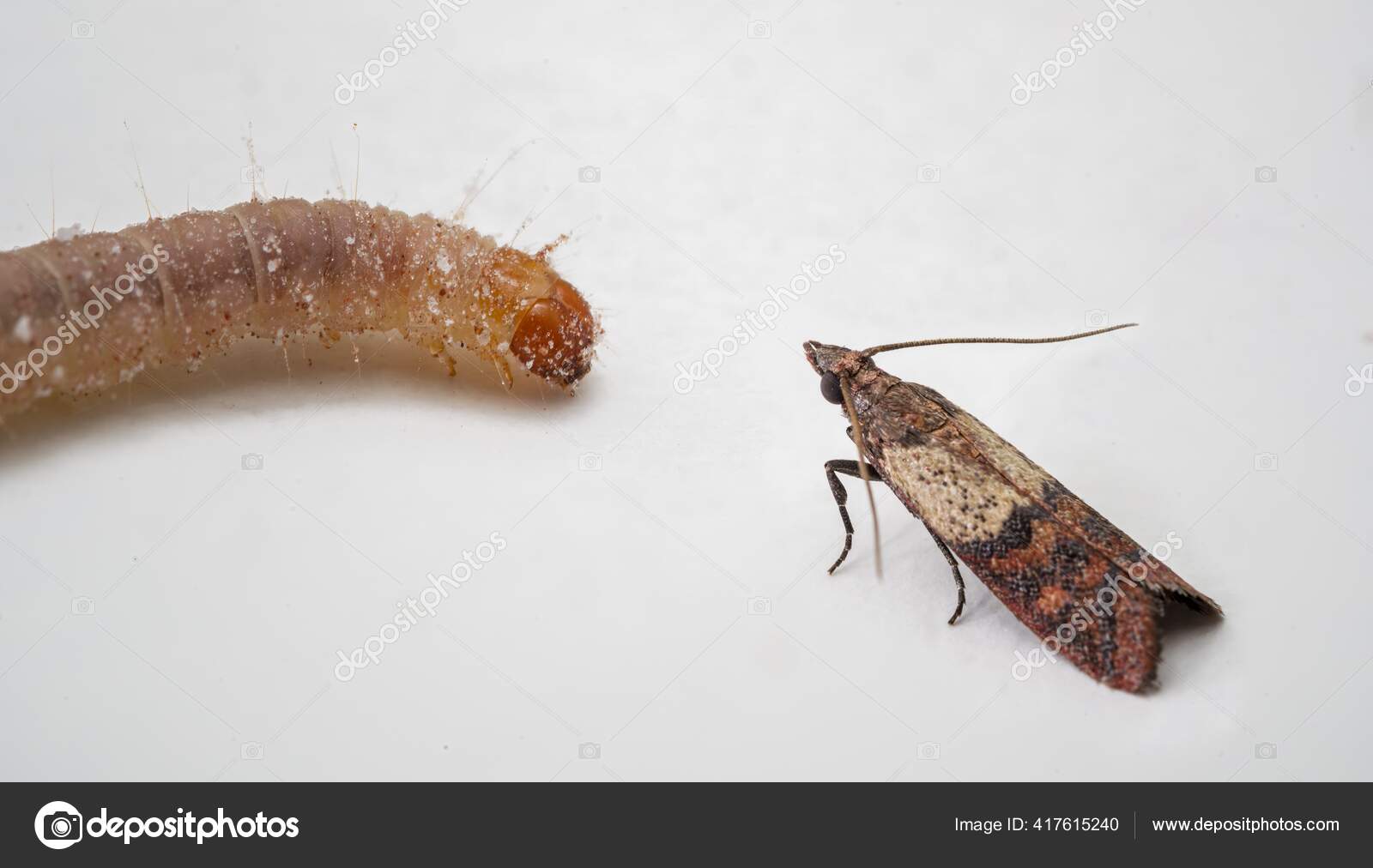 Indian Meal Moth Pictures Indian Meal Moth Stock Photos Images Depositphotos