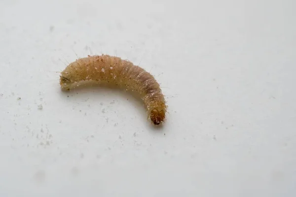 Lagarta Mariposa Refeição Indígena Fundo Branco — Fotografia de Stock