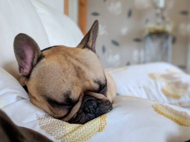 Fransız bulldog köpeği kanepede uyuyor.