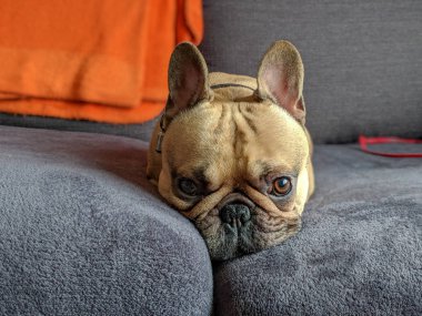 Fransız bulldog koltukta yatıyor.