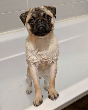 Banyodaki köpek.