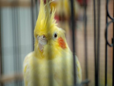 Kafese kapatılmış sarı lutino kakatiel gagası.