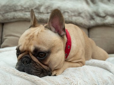 Üzgün Fransız bulldog koltukta kürk battaniyesine uzandı.