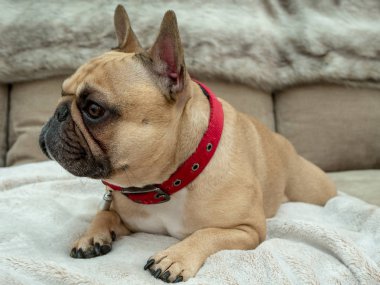 Kanepedeki Fransız bulldog köpeğini uyarın.