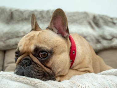 Fransız bulldog kanepeye uzanmış.