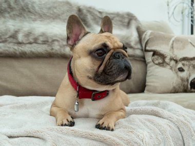 Dikkati dağılmış Fransız bulldog köpeği sabırla kanepede yatıyordu.