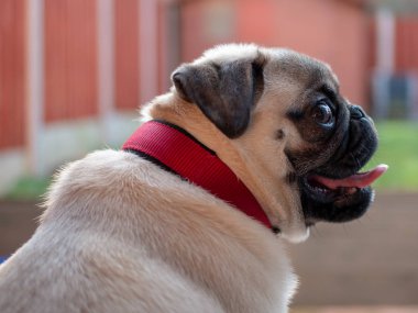 Pug 'un yan görünümü