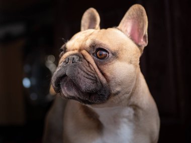 Beyaz Göğüslü Fawn Fransız Bulldog 'u