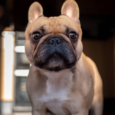 Köpek korkmuş görünüyor.