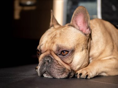 Güneşin altında uyuyan köpek
