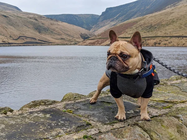 Franse bulldog stond op de muur bij het reservoir — Stockfoto