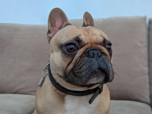 Close up de cara de bulldog francês — Fotografia de Stock