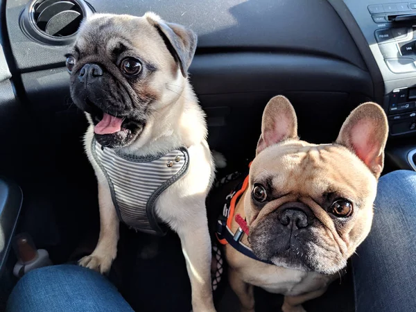 Pug bocejo no carro com bulldog francês — Fotografia de Stock