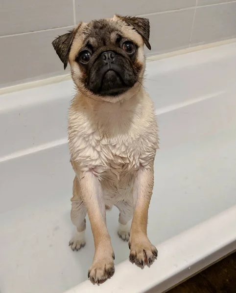 Pug in een bad — Stockfoto