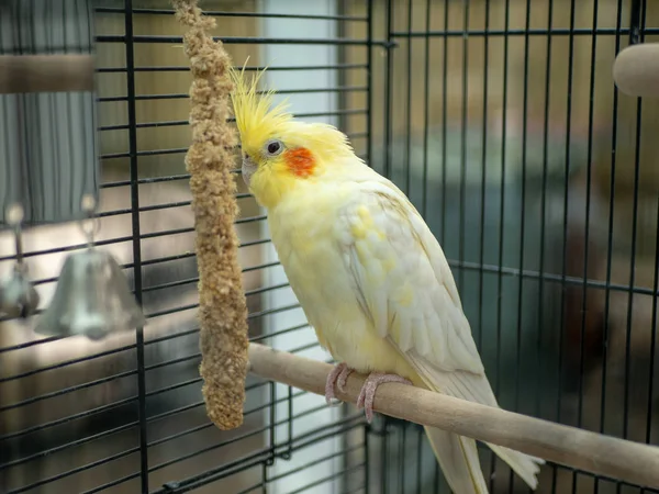 Lutino amarelo cockatiel comendo painço na gaiola — Fotografia de Stock