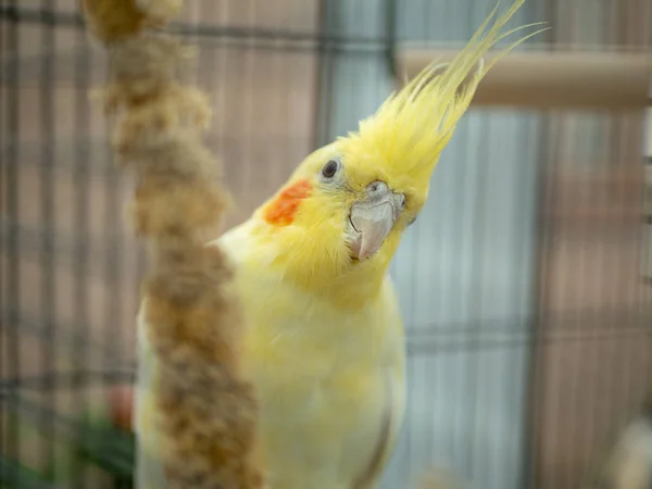Lutino amarelo cockatiel olhando para fora por trás milheto — Fotografia de Stock