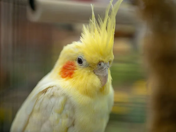 Sarı lutino cockatiel 'in başını kapat.