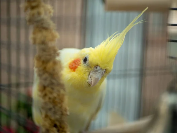 Inquisitive lutino yellow cockatiel peers hátulról köles a ketrecben — Stock Fotó