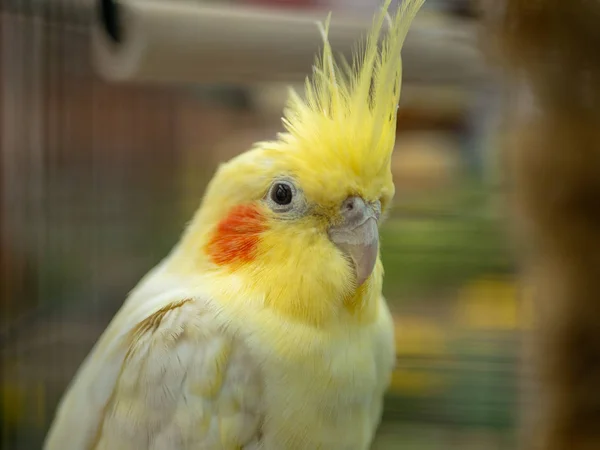 Zblízka zobák žlutého lutino cockatiel — Stock fotografie