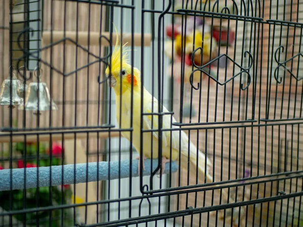 Yellow lutino cockatiel in black cage sitting on perch — Stock Photo, Image