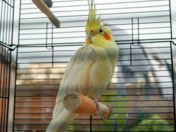 Amarelo lutino cockatiel no poleiro na gaiola — Fotografia de Stock