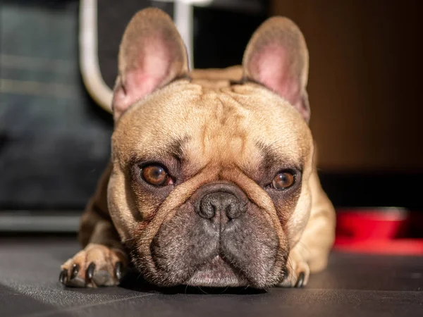 Köpek güneşe bakıyor.