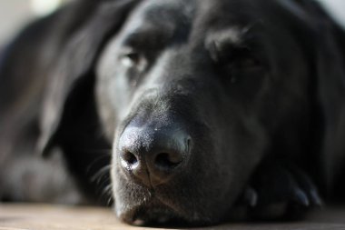 Kara Labrador Collie köpeği uyuyor.