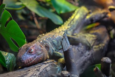 Kayman Kertenkelesi bir dalda