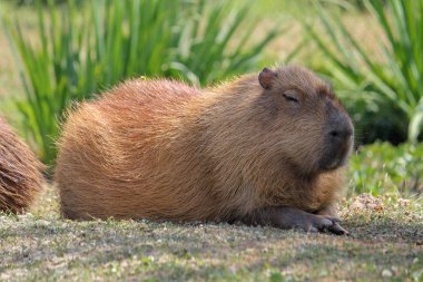 Capybara çimlerin üzerinde yatıyor