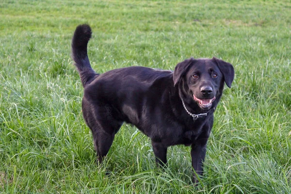 Schwarzer Labrador Collie spielt auf dem Feld — Stockfoto