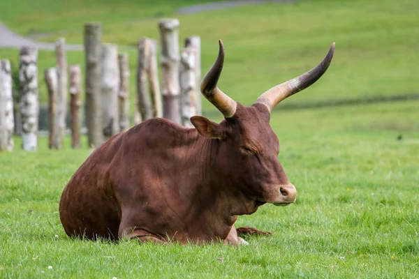 african longhorn, cow with horns