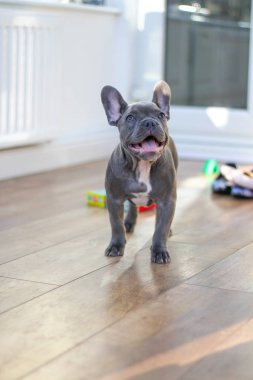 Fransız Bulldog köpeği konservatuvarda.
