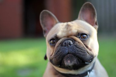 Bahçede Fransız Bulldog