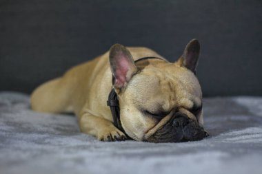 Fransız bulldog uyku