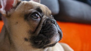 Fransız bulldog yavrusu yakın çekim
