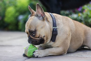 Fransız bulldog köpeği bahçede tenis topuyla oynuyor.