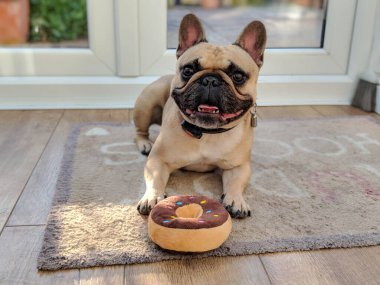 Oyuncak donutlu ve dilsiz bir buldog.