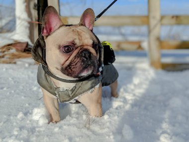 French bulldog dog deep snow with coat on