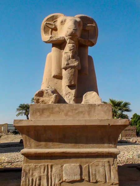 Egyptische ramkop — Stockfoto