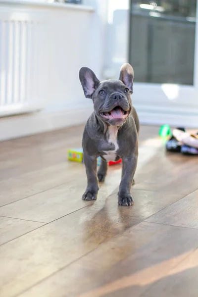 Franse Bulldog puppy in serre — Stockfoto