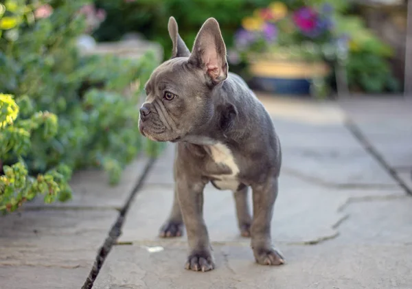 Francia bulldog kiskutya, a kertben — Stock Fotó