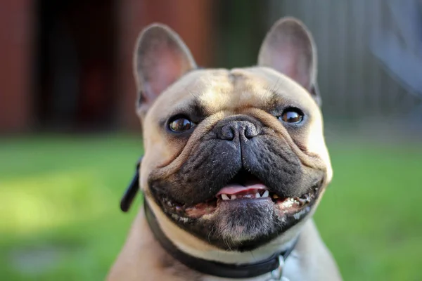 Bulldog francés en el jardín con la lengua fuera —  Fotos de Stock