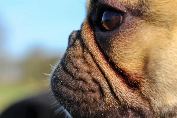 Bulldog francés Color del perfil lateral —  Fotos de Stock