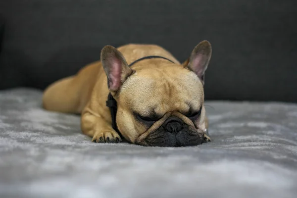 French Bulldog Sleeping